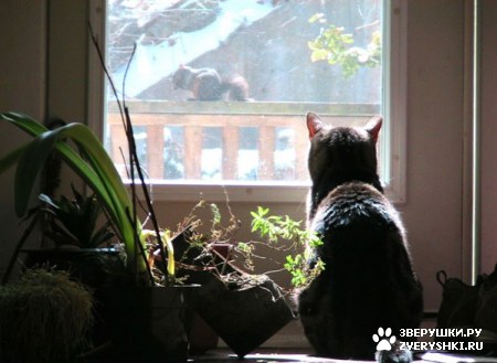 ��������� ��������