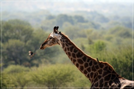 ��������� ��������