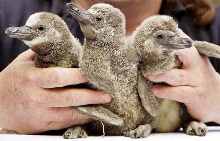 ��������� ��������