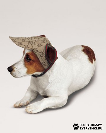 ��������� ��������