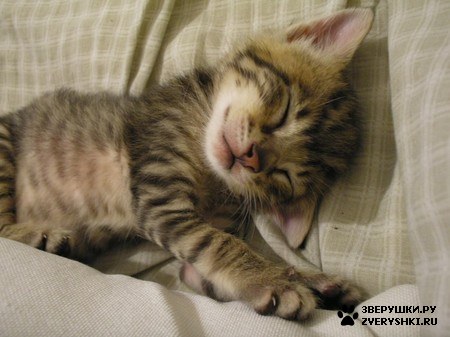 ��������� ��������