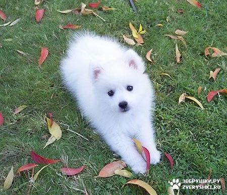 ��������� ��������