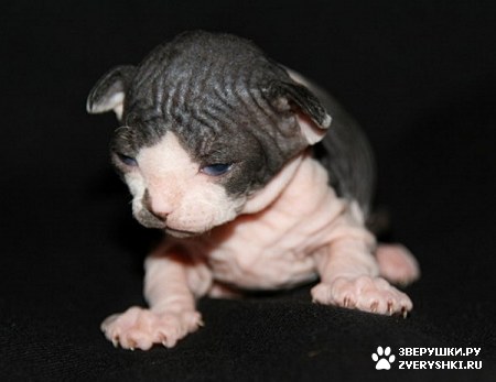 ��������� ��������