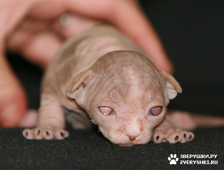 ��������� ��������