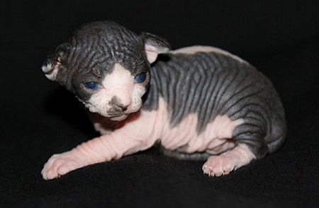 ��������� ��������