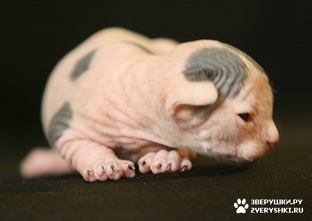 ��������� ��������