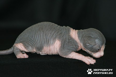 ��������� ��������