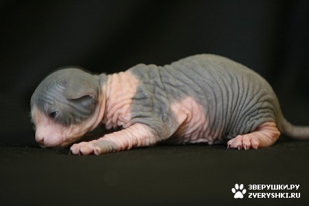 ��������� ��������