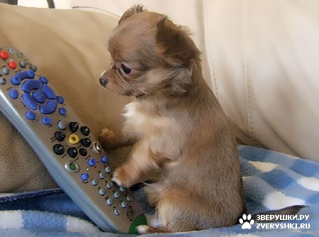 ��������� ��������