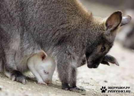 ��������� ��������