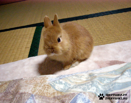 ���������� ������ :)