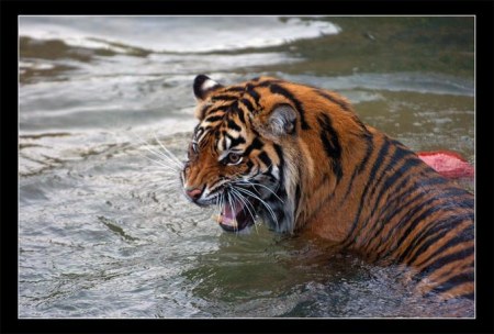 ����������� ���� ����������! :)