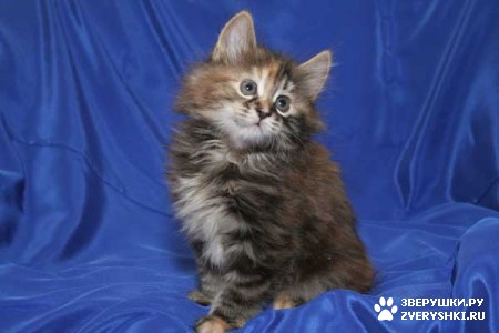 ���������� �������