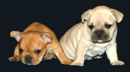 ����������� �������