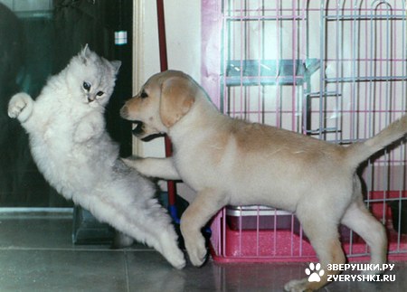 �����-����� :)