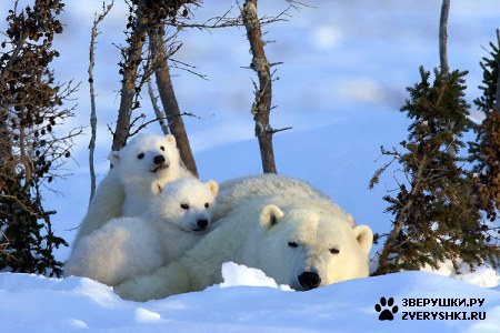 ��������� :) (11 ����)