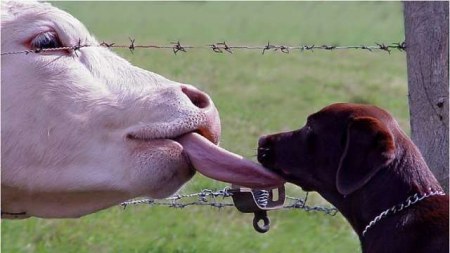 � �����, ������... :) (43 ����)