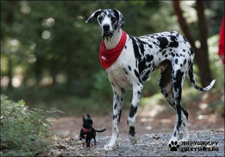 ������ ������ ���������� ������������ ���? 