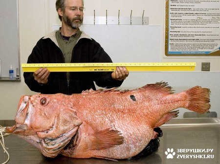 ��� ��� ������ :)