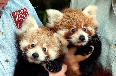 ���������� ����� (11 ����)