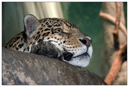 ����� � �������... ;)