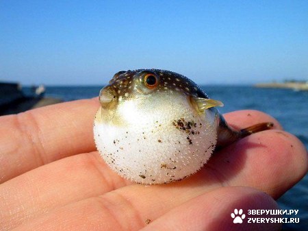 � �� �� �������, ������� ? :)