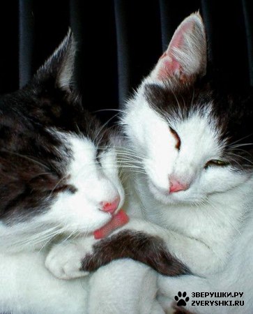 ������� �������� :)