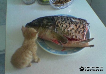 � ��� ��� ���? :)