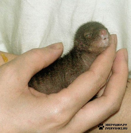 ������� :) (5 ����)