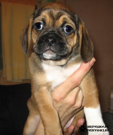 ������ :) (8 ����)