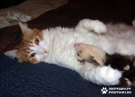 ����� ������� ������� :)