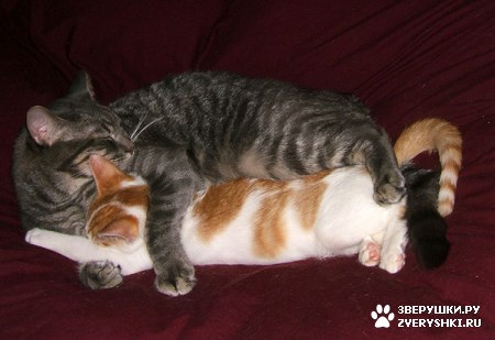 ������� ��� :)