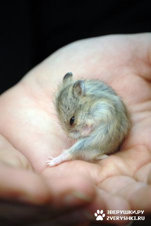 ������� ������� :)