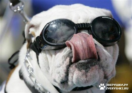 �������� ������� :) (8 ����)