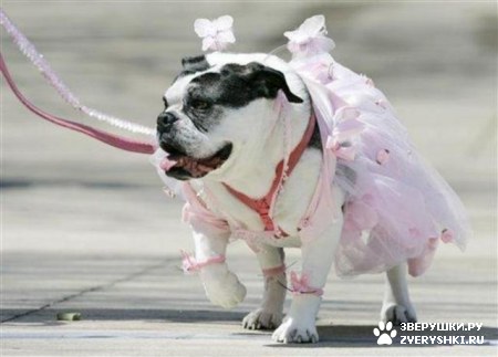 �������� ������� :) (8 ����)