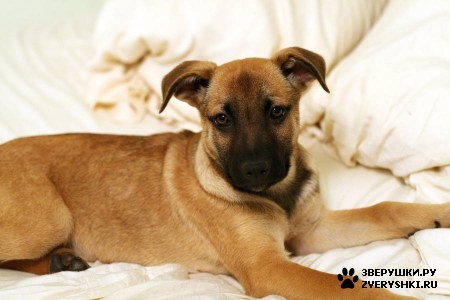 ����� :) (12 ����)