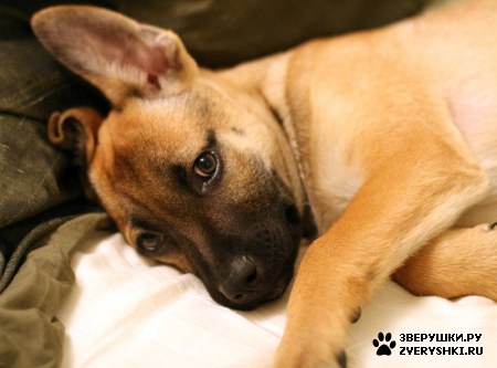 ����� :) (12 ����)