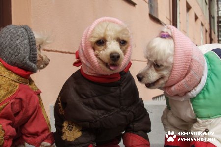 ������ �������� :)