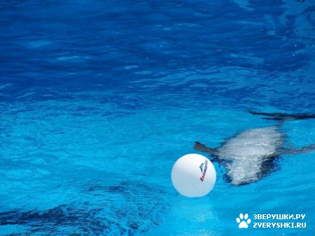 ������ �� ����������� :) (31 ����)