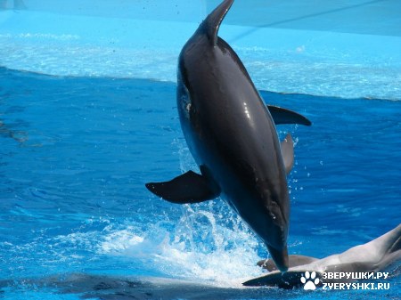 ������ �� ����������� :) (31 ����)