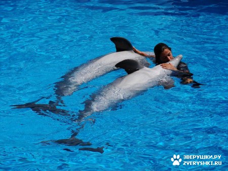 ������ �� ����������� :) (31 ����)