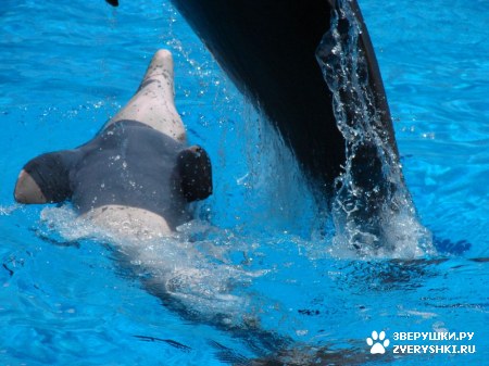 ������ �� ����������� :) (31 ����)