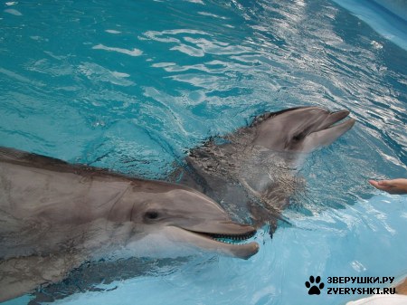 ������ �� ����������� :) (31 ����)