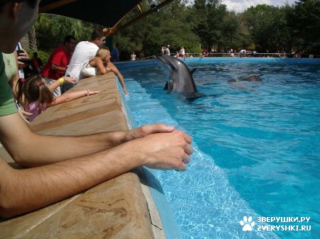 ������ �� ����������� :) (31 ����)