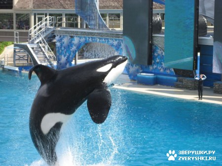 ������ �� ����������� :) (31 ����)