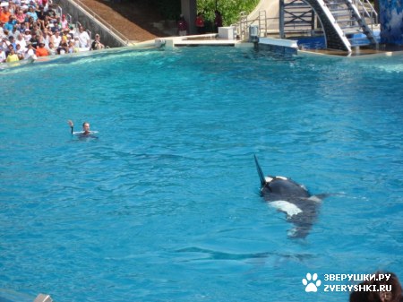 ������ �� ����������� :) (31 ����)