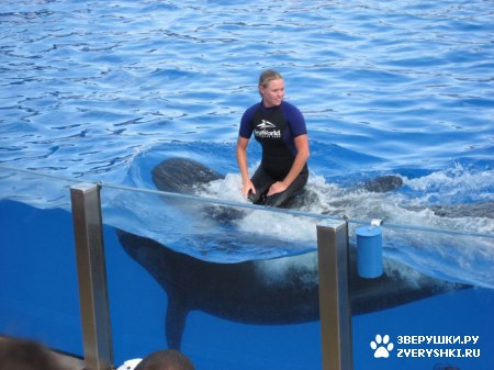 ������ �� ����������� :) (31 ����)