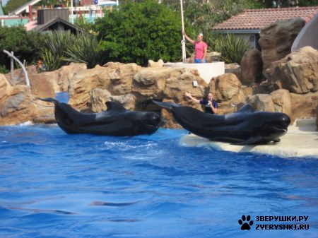 ������ �� ����������� :) (31 ����)