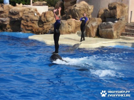 ������ �� ����������� :) (31 ����)