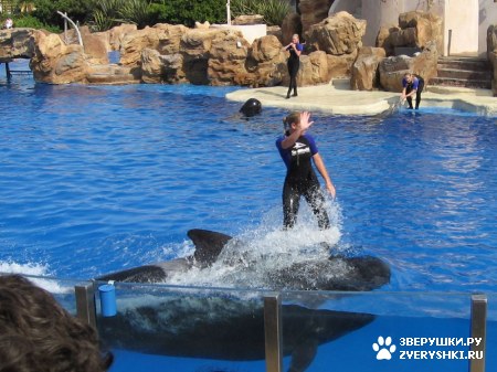 ������ �� ����������� :) (31 ����)